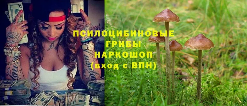 сколько стоит  мориарти состав  Галлюциногенные грибы Cubensis  Ивдель 